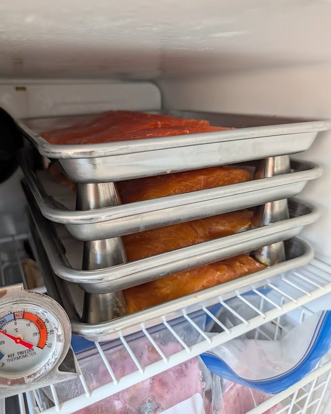 Four quarter sheet pans of miso-orange glazed salmon stacked on steel cups in a freezer, with a dial thermometer clipped to the shelf below